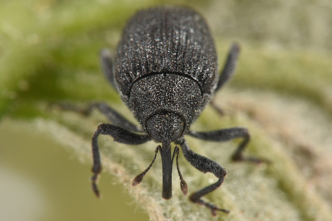 Curculionidae: Ceutorhynchus roberti